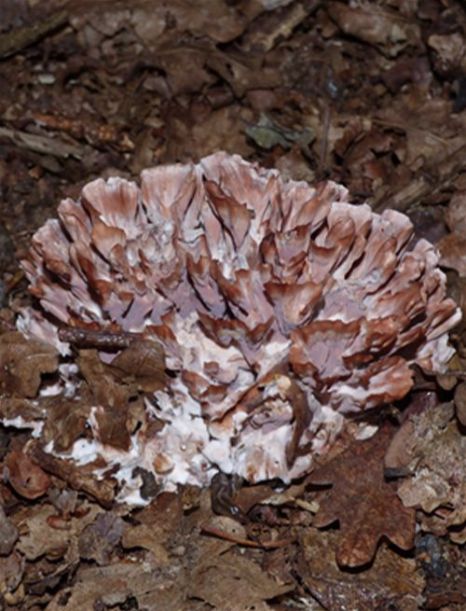  Showing the pinkish pore surface with the camera flash on.